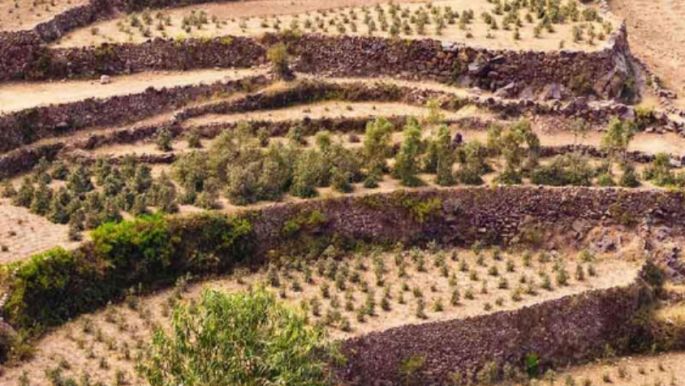 Yemen’s coffee trees [photo credit: Qima]